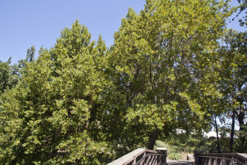 California Bay Trees near Boardwalk at the UC Davis Arboretum