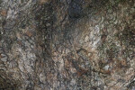 California Buckeye Tree Trunk Close-Up
