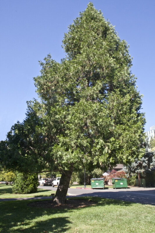 California Incense Cedar Tree at Capitol Park in Sacramento