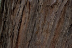 California Redwood Bark Detail