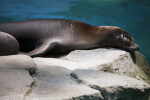 California Sea Lion Sunning Itself