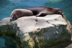 California Sea Lions Sleeping