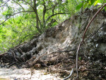 Calusa Mound