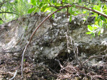 Calusa Shell Mound