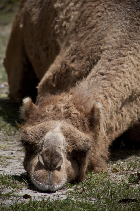 Camel Head and Neck
