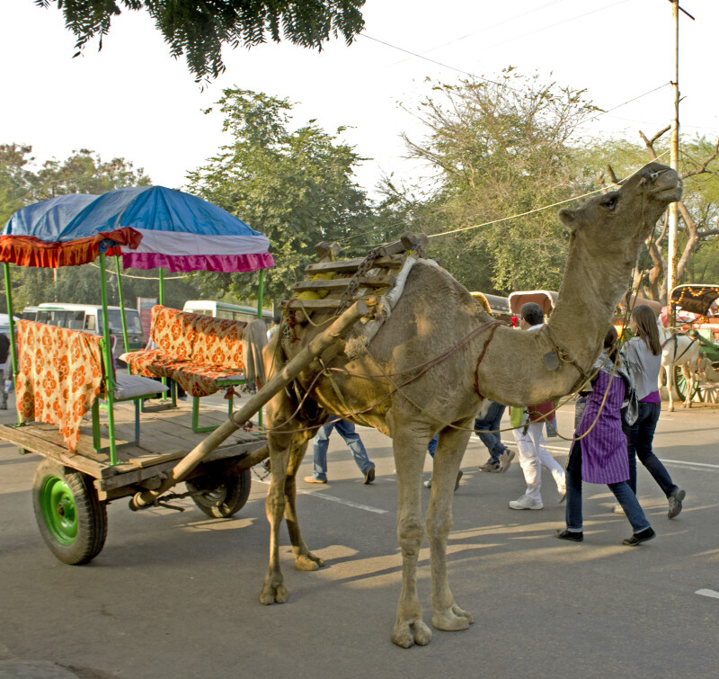 Camel Pulling a Cart