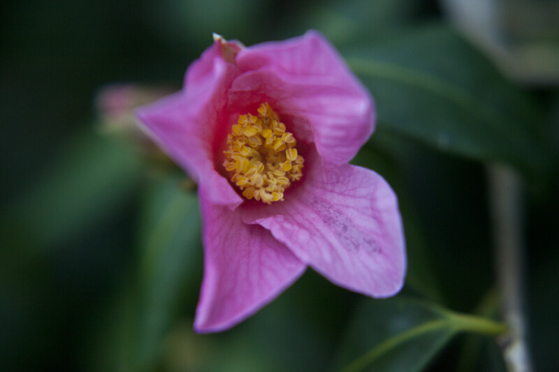 Camellia Pink Flower