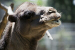 Camel's Muzzle