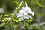 Cameraria latifolia Flowers