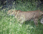 Camouflaged Cheetah