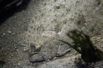 Camouflaging at the Florida Aquarium