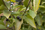 Camphor Tree Stems, Leaves, and Berries