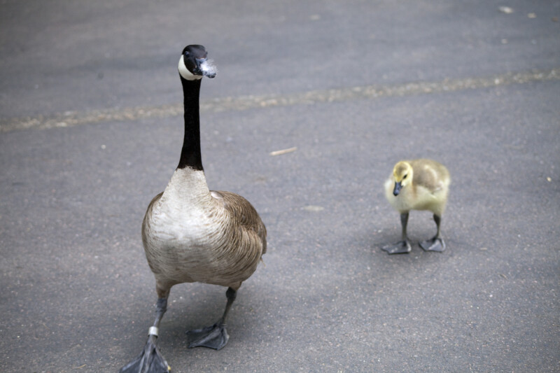 Canadian Goose and Cygnet