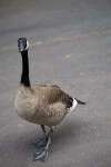 Canadian Goose