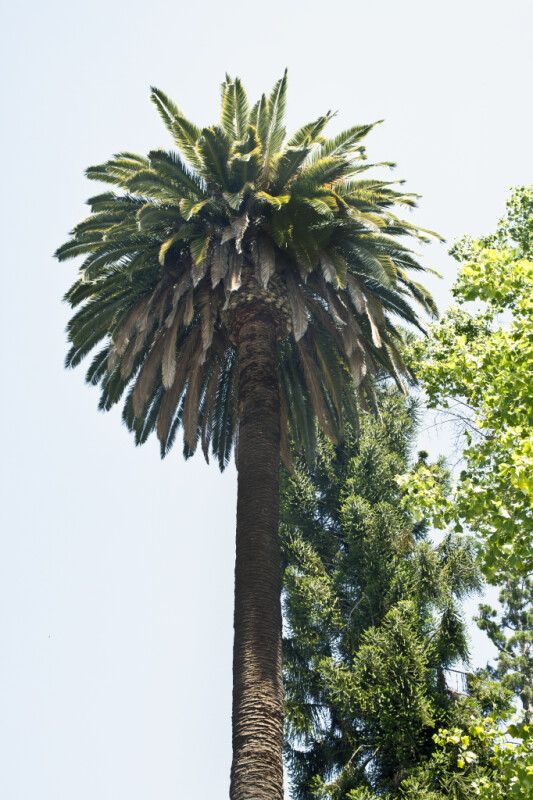 Canary Island Date Palm Tree