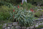 Candelabra Aloe above Stone Wall