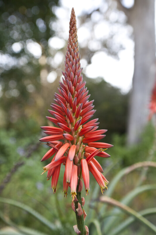 Candelabra Aloe Conical Inflorescence
