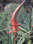 Candelabra Aloe Flower Stalk