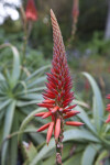 Candelabra Aloe Red Inflorescence