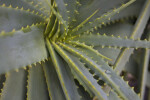 Candelabra Aloe Spiny Leaves