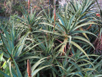 Candelabra Aloe