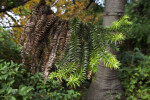 Candelabra Tree Triangular Leaves