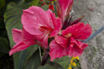 Canna indica Hybrid Flowers