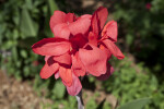 Canna Lily Flower