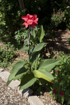 Canna Lily