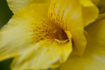 Cannaceae Flower Close-Up
