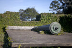 Cannon on a Wooden Firing Step Resting Behind a Wall of Vegetation