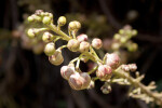 Cannonball Tree Buds