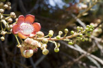 Cannonball Tree Detail