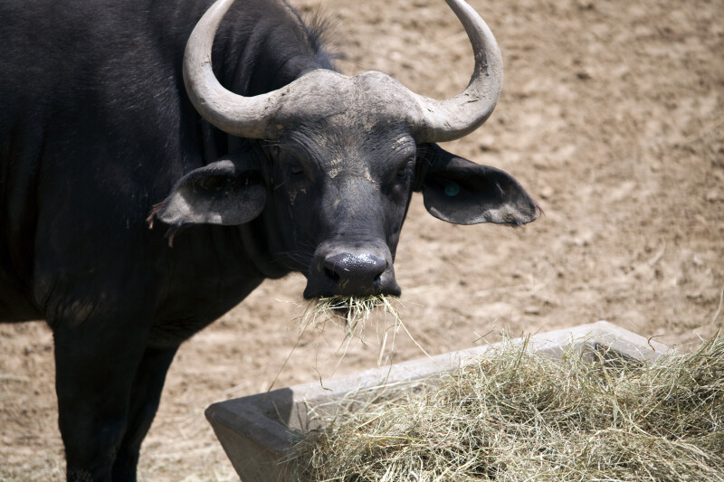 Cape Buffalo Close-Up