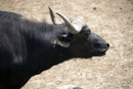 Cape Buffalo Side