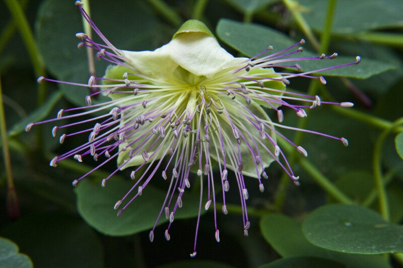 Caper Bush Flower