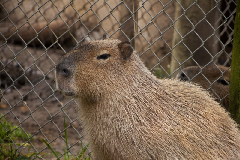 Capybara by Fence