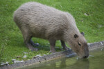 Capybara Drinking