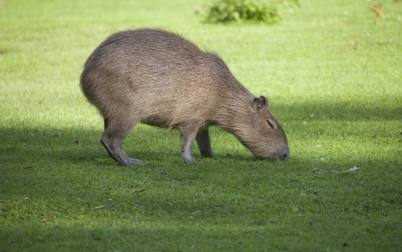 Capybara Grazing