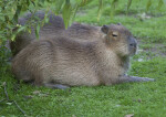 Capybara Resting