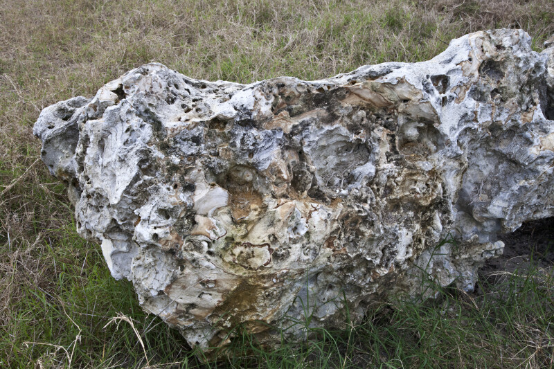 Carbonate Rock at Colt Creek State Park