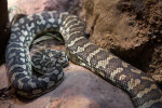 Carpet Python Resting on a Rock