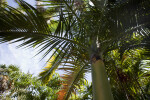 Carpoxylon Palm