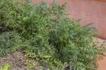 Carrot Leaves at The Fruit and Spice Park