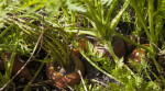 Carrot Petioles Close-Up