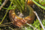 Carrot Stem Close-Up