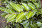 Cas Guava Leaves