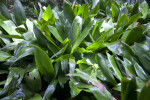 Cast Iron Plant at the Kanapaha Botanical Gardens