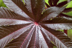 Castor Oil Plant Leaf Close-Up