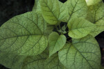 Catalpa Leaves